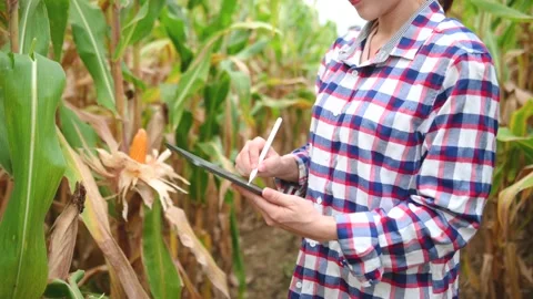 Farmer woman using digital tablet  in field, technology application in agricu Stock Footage 202305210
