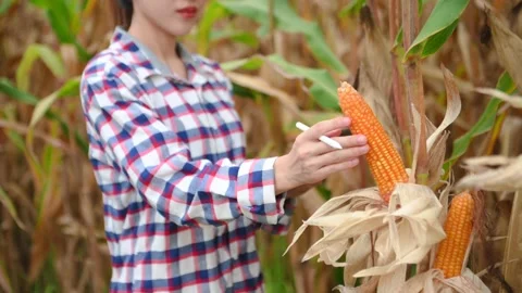 .Farmer woman using digital tablet computer in field, technology application Stock Footage 202305232