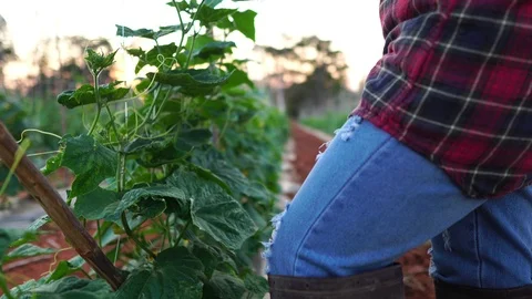 Farmer women uses a tablet computer on a vegetable garden footage 4K Видео 124783434