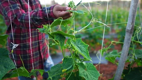 Farmer women uses a tablet computer on a vegetable garden  Stock Footage 124786270