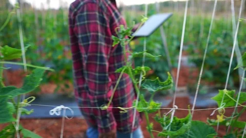 Farmer women uses a tablet computer on a vegetable garden  Stock Footage 124786463