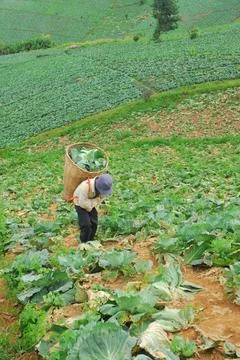 Farmer work in the cabbage field on the mountain Stock Photos
