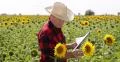 Farmer Work Close View Paper Note Write Information Farmland Sunflower Culture 4k or 4k+ Resolution