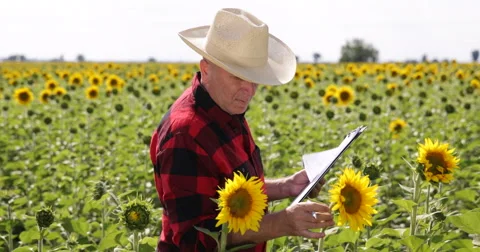 Farmer Work Close View Paper Note Write Information Farmland Sunflower Culture Stock Footage 59363445