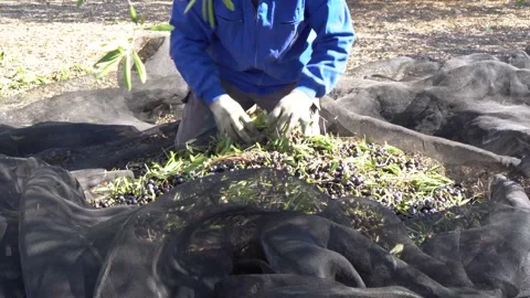 Farmer with work clothes in the ground cleaning and removing leaves from the Stock Footage 165813436