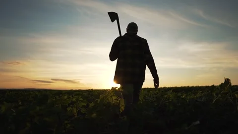 Farmer work with hoe soybean field. Man in plaid shirt using tool to tend crops Stockbeeldmateriaal 317014291