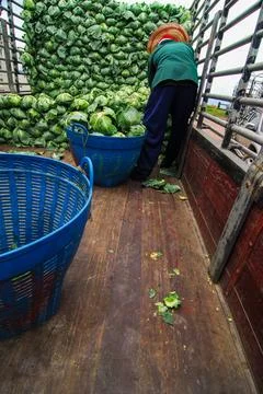 Farmer work organic cabbage Stock Photos