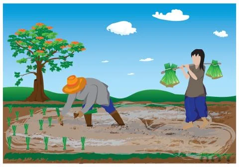 Farmer work in paddy field vector design Stock Illustration
