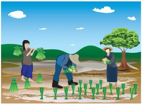 Farmer work in paddy field vector design Stock Illustration