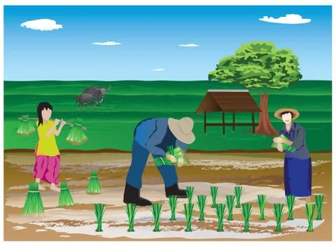 Farmer work in paddy field vector design Stock Illustration