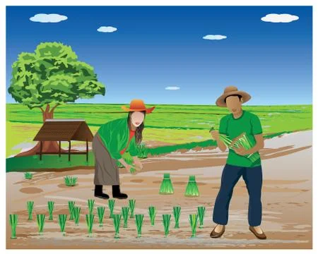 Farmer work in paddy field vector design Stock Illustration