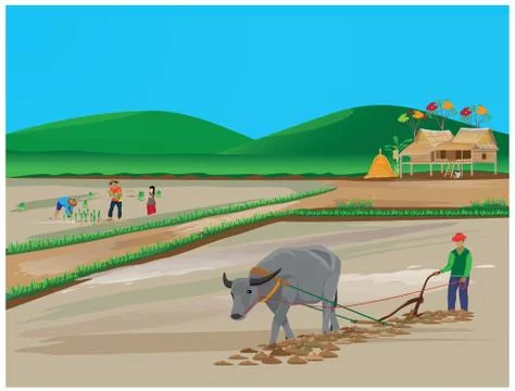 Farmer work in paddy field vector design Stock Illustration