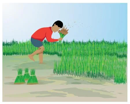 Farmer work in paddy field vector design Stock Illustration
