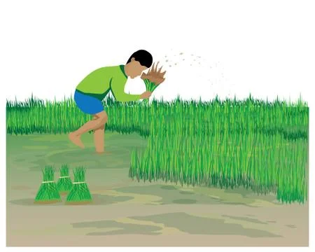 Farmer work in paddy field vector design Stock Illustration