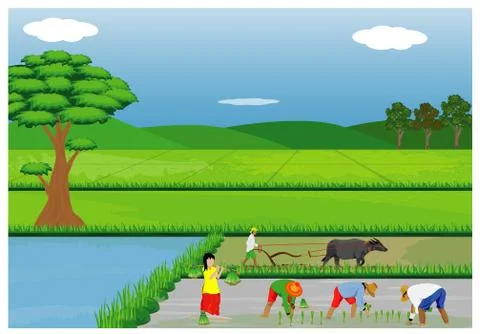 Farmer work in paddy field vector design Stock Illustration
