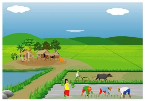 Farmer work in paddy field vector design Stock Illustration
