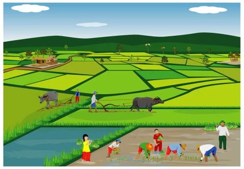 Farmer work in paddy field vector design Stock Illustration