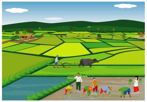 Farmer work in paddy field vector design Stock Illustration