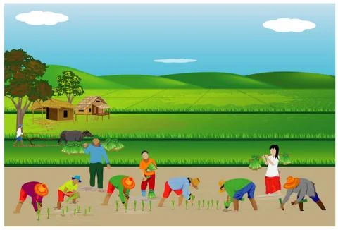 Farmer work in paddy field vector design Stock Illustration