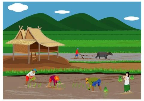 Farmer work in paddy field vector design Stock Illustration
