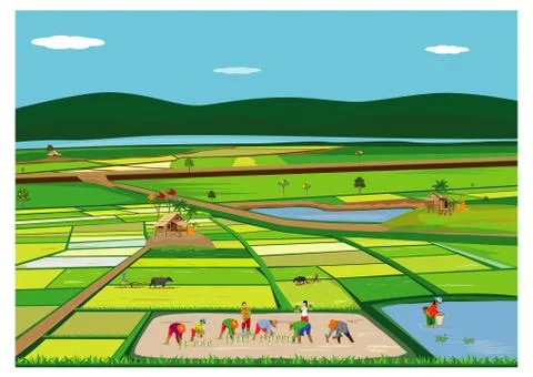 Farmer work in paddy field vector design Stock Illustration