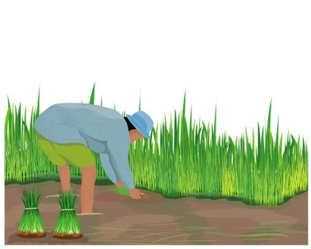 Farmer work in paddy field vector design Stock Illustration