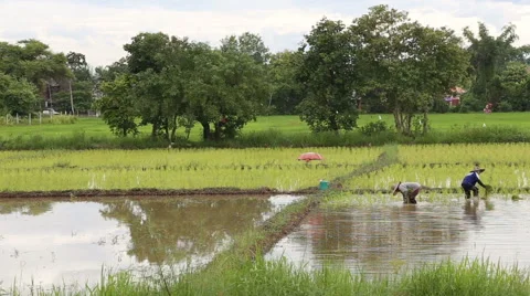 Farmer work on rice paddy Stock Footage 66300816