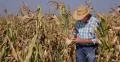 Farmer Work Sweetcorn Agronomist Inspecting Maize Plant Farm Harvest Corn Field 4k or 4k+ Resolution