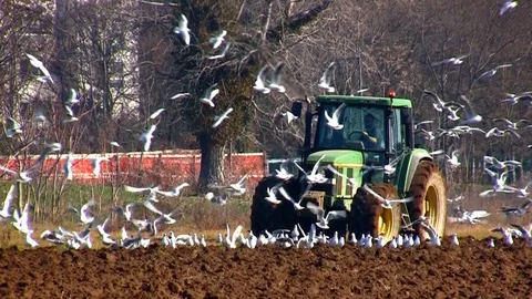Farmer at work on a tractor with many seagulls flying around Stock Footage 104085808