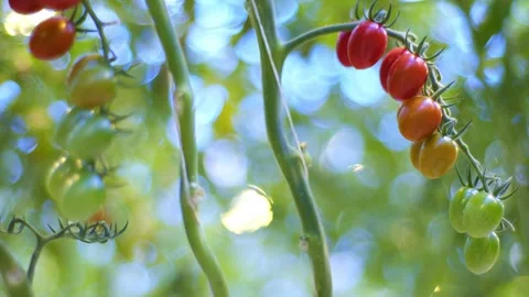 The farmer worked hard and created a work of art, the cherry tomatoes on this Stock Footage 257455380