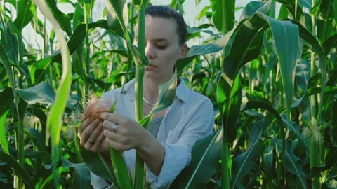 Farmer worker in corn field. Agronomist conducting an inspection of maize cobs Stock Footage 247183900