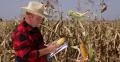 Farmer Worker Inspecting Maize Cornfield Take Clipboard Notes Examine Corncobs 4k or 4k+ Resolution
