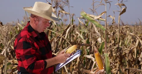 Farmer Worker Inspecting Maize Cornfield Take Clipboard Notes Examine Corncobs Stock-Footage 58116643