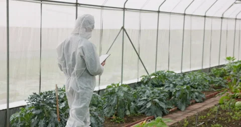 A farmer worker monitors the growth of tomatoes in his greenhouse using a tablet Stock Footage 206988657