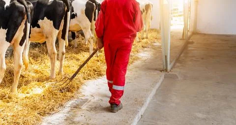 Farmer worker in a red uniform, working indoors at a livestock farm Foto stock
