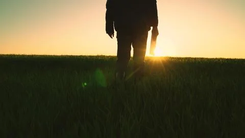 Farmer worker walks through green field wheat with digital tablet his hand Stock Photos