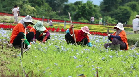 Farmer worker working in farm Stock Footage 44777820