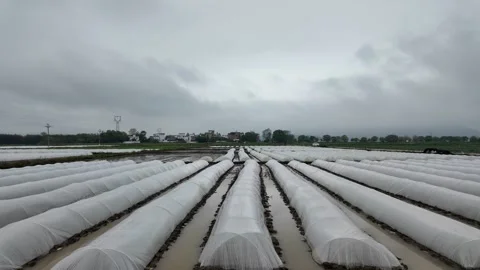 Farmer working among rows of low plastic tunnels covering crops Stock Footage 332575368