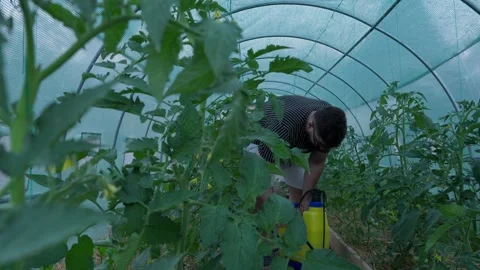 Farmer Working Among Tomato Plants Inside Greenhouse Stock Footage 341765201