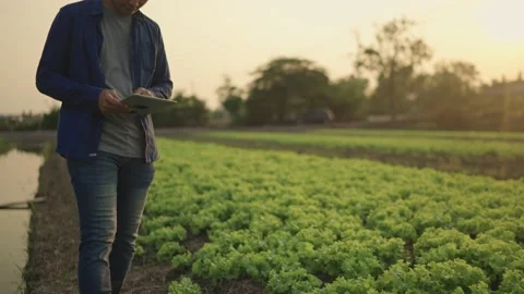 The farmer is working and inspecting the vegetables in the fields. Stock Footage 148609578