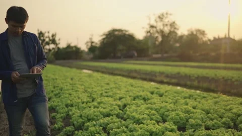 The farmer is working and inspecting the vegetables in the fields. Stock Footage 148609793