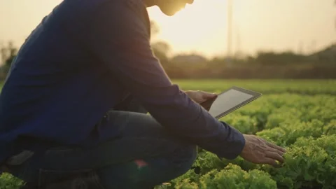 The farmer is working and inspecting the vegetables in the fields. Stock Footage 148609940