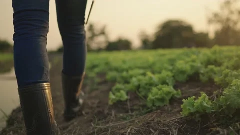The farmer is working and inspecting the vegetables in the fields. Видео 148612007