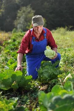 Farmer working at cabbage field Foto stock