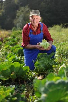 Farmer working at cabbage field Foto stock