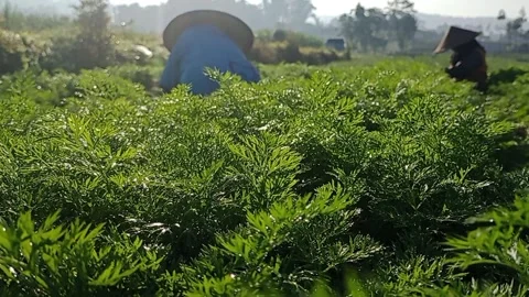 Farmer working in carrot field Stock Footage 274060734