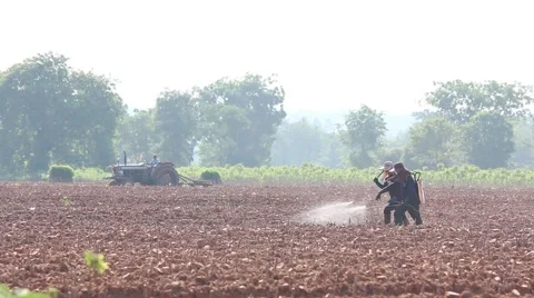 Farmer working in cassava field, sprayer process in cassava field Stock Footage 50370412