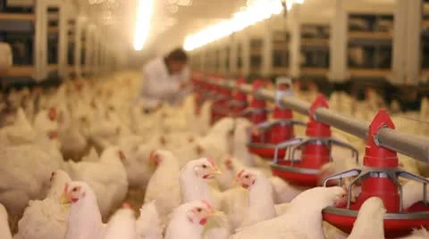 Farmer working on chicken farm Stock Footage 10564555