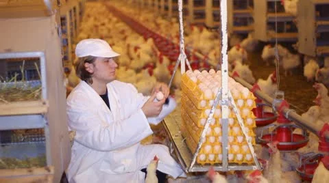 Farmer working in Chicken Farm Stock Footage 10573292