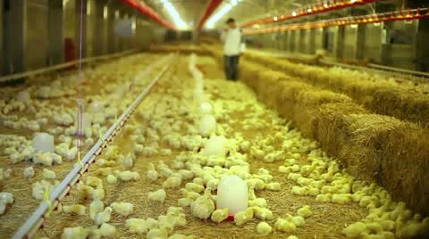 Farmer working on a chicken farm. Stock Footage 24657484